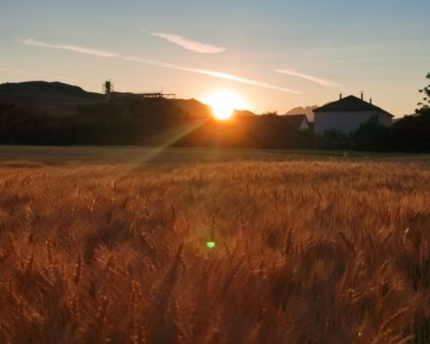 De veghe în lanul de secară_1
